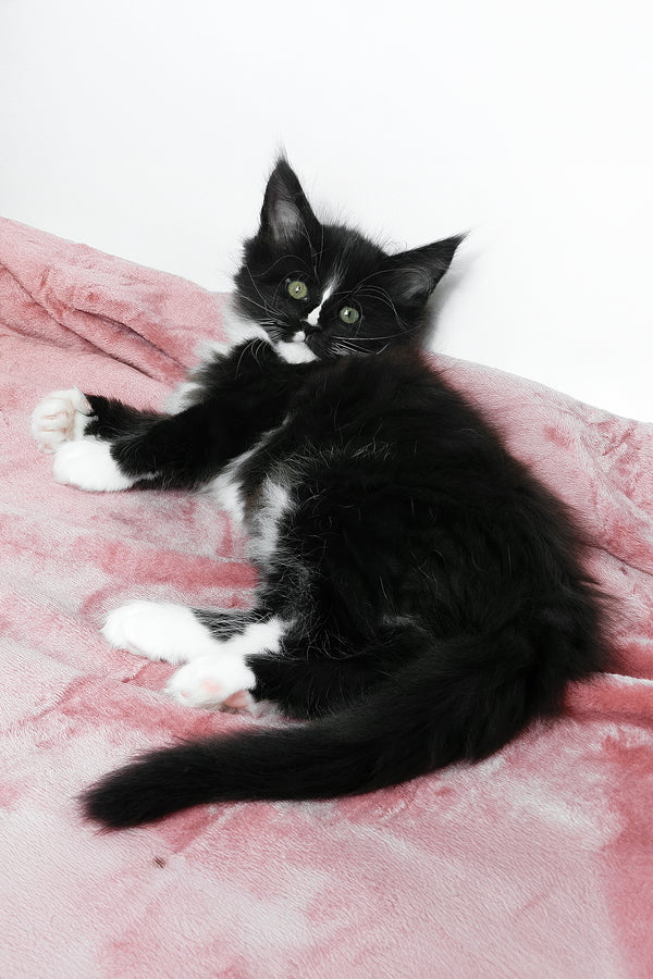 August | Maine Coon Kitten