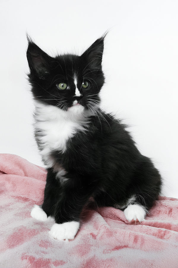 August | Maine Coon Kitten