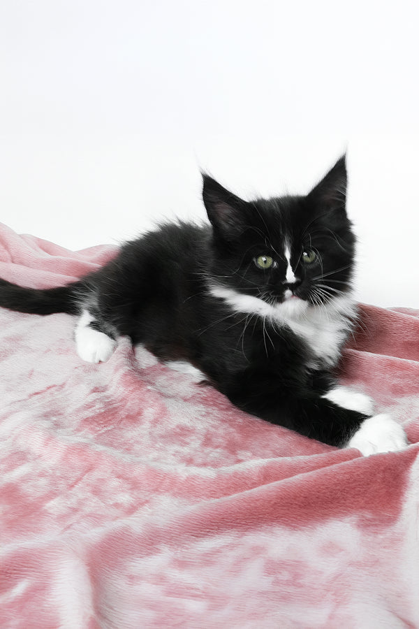 August | Maine Coon Kitten