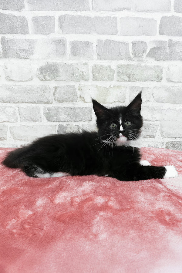 August | Maine Coon Kitten