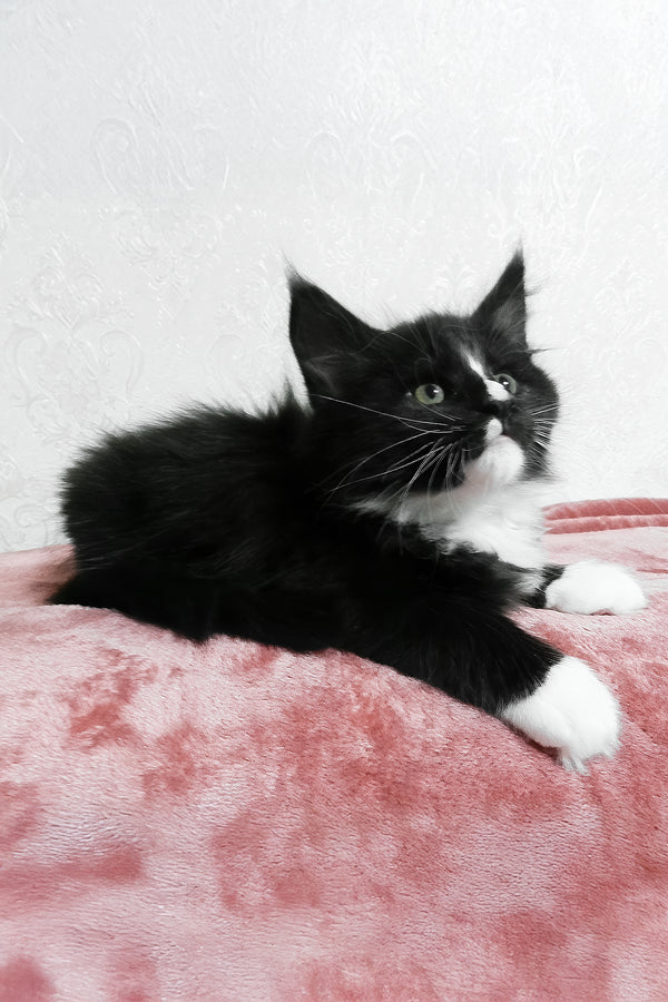 August | Maine Coon Kitten