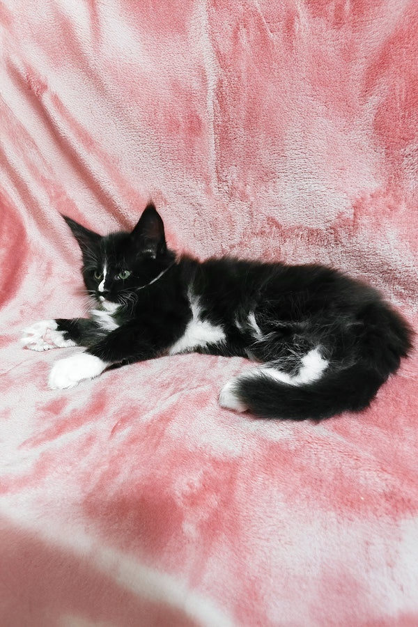 August | Maine Coon Kitten