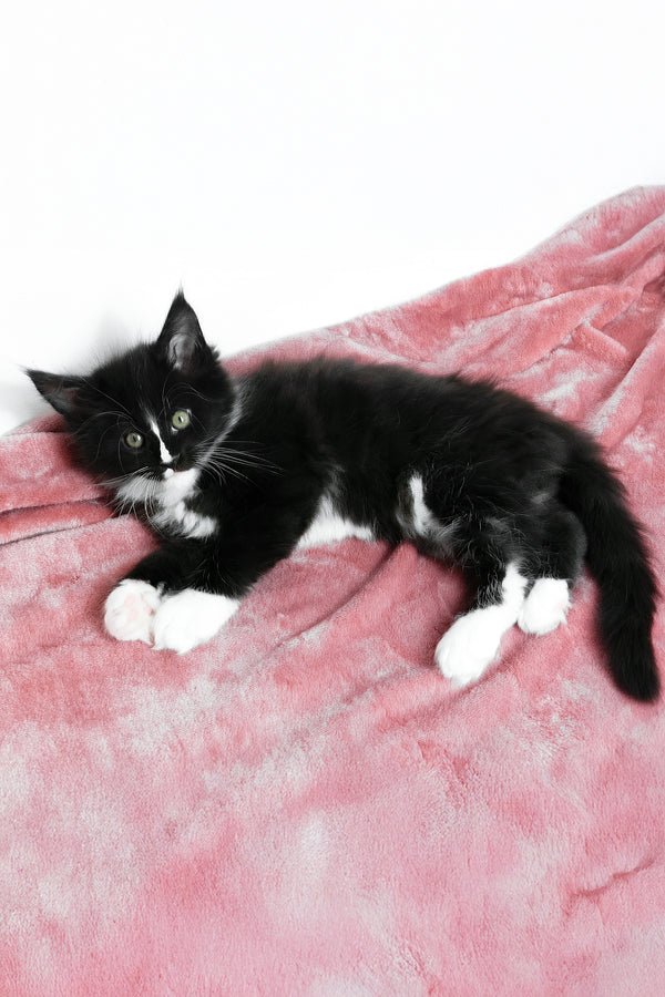 August | Maine Coon Kitten