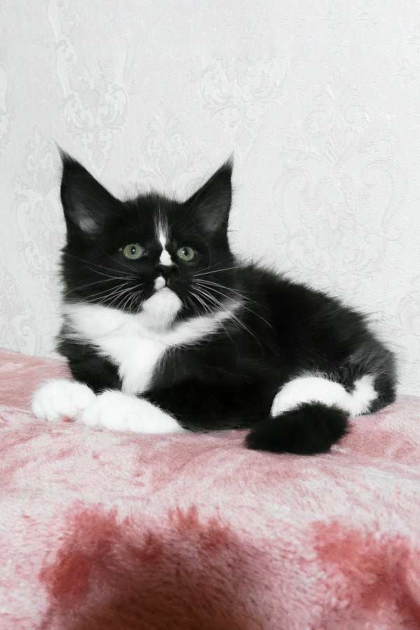 August | Maine Coon Kitten