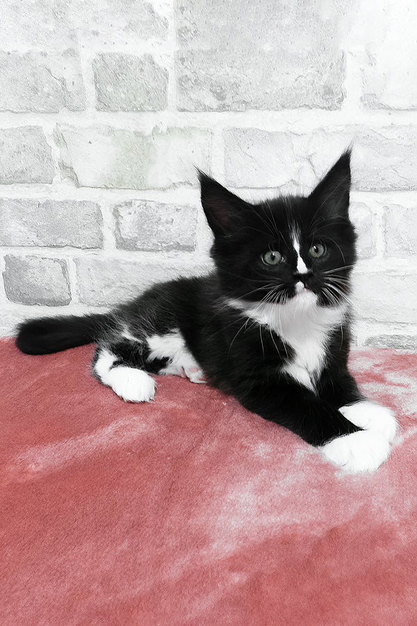 August | Maine Coon Kitten