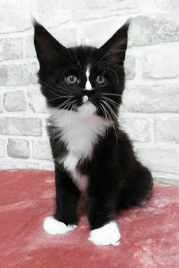August | Maine Coon Kitten