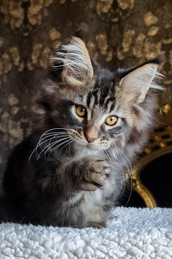 Cupidon | Maine Coon Kitten