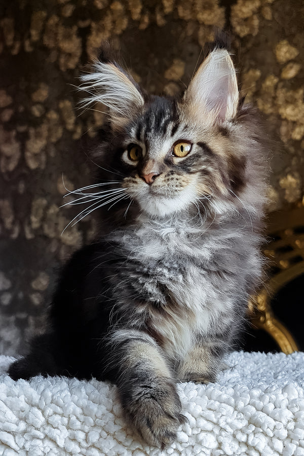 Cupidon | Maine Coon Kitten