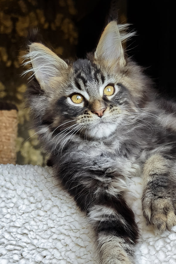 Cupidon | Maine Coon Kitten