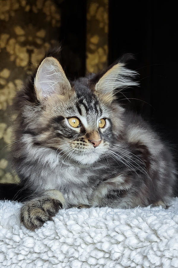 Cupidon | Maine Coon Kitten