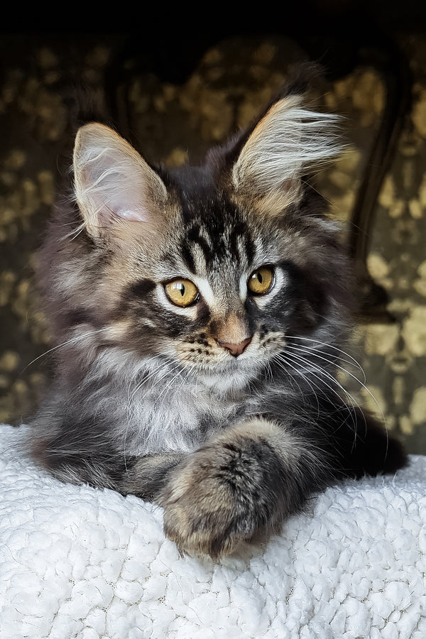 Cupidon | Maine Coon Kitten