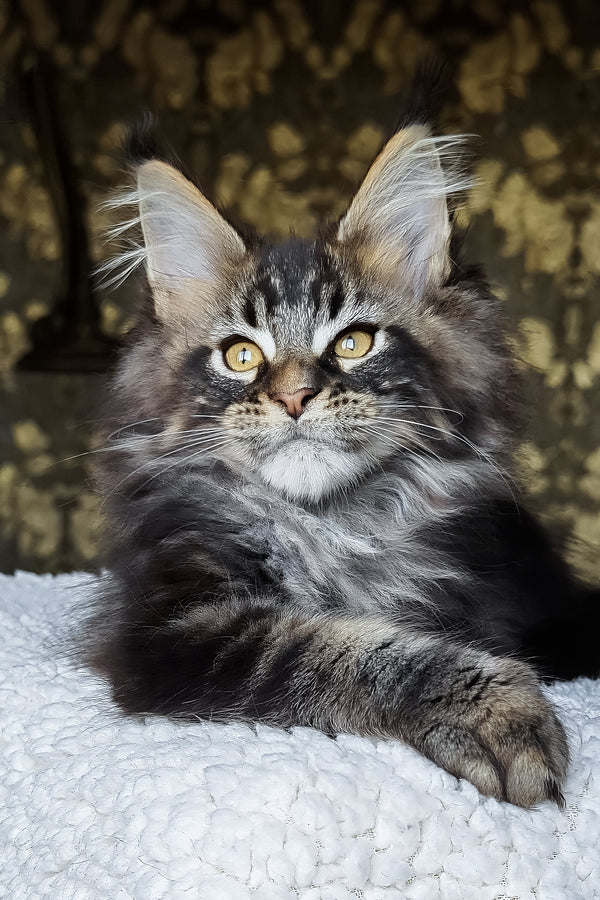 Cupidon | Maine Coon Kitten