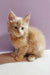 Bro | Maine Coon Kitten