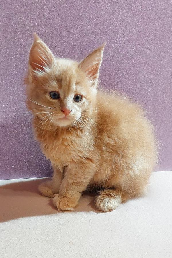 Bro | Maine Coon Kitten
