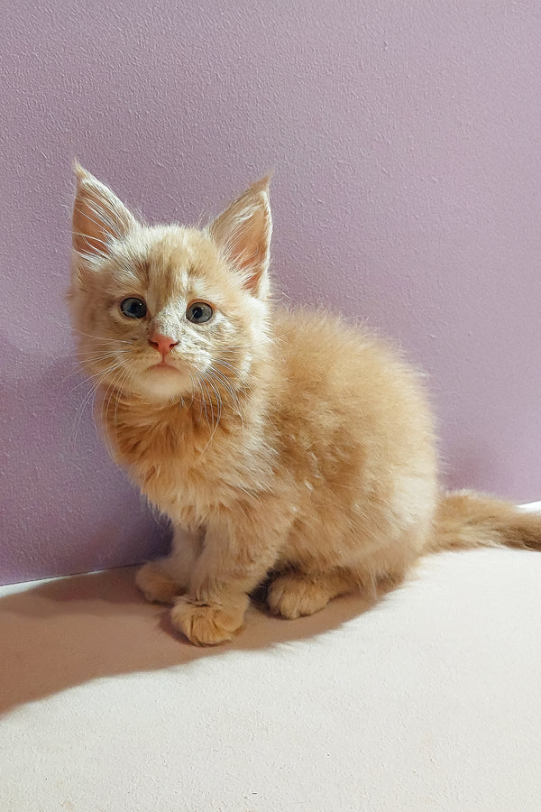 Bro | Maine Coon Kitten