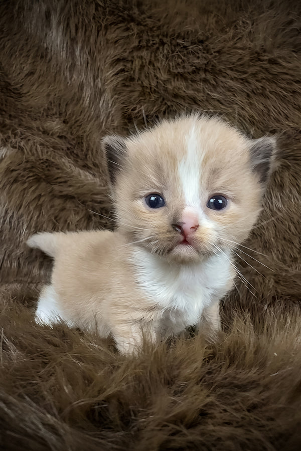 Dasher | Cherubim Ragdoll Kitten