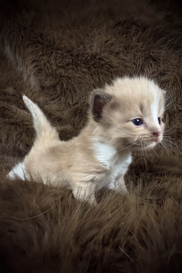 Dasher | Cherubim Ragdoll Kitten