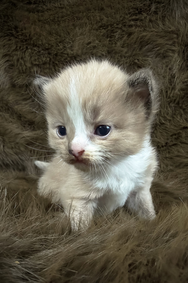 Dasher | Cherubim Ragdoll Kitten
