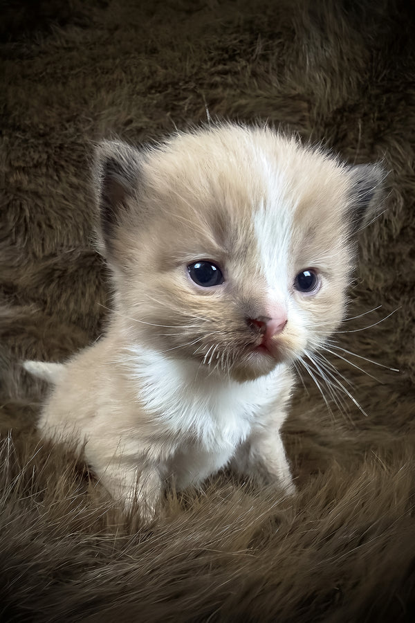 Dasher | Cherubim Ragdoll Kitten