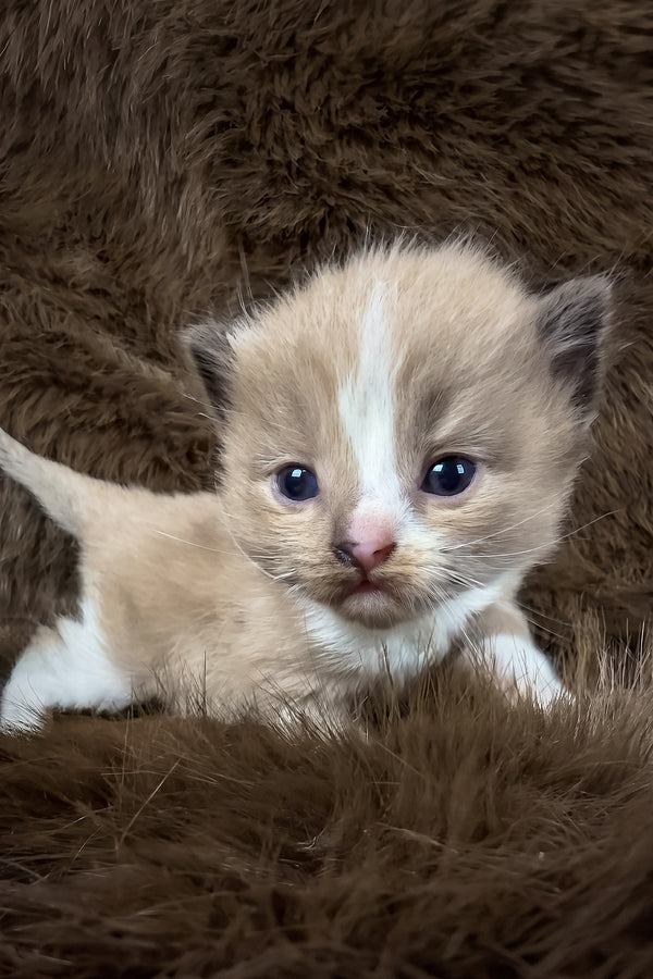 Dasher | Cherubim Ragdoll Kitten