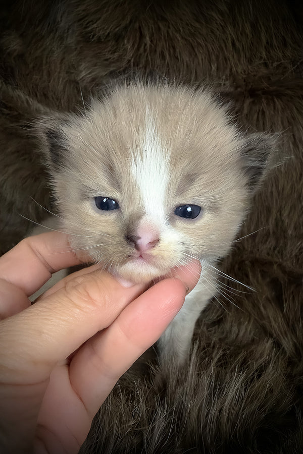 Dasher | Cherubim Ragdoll Kitten