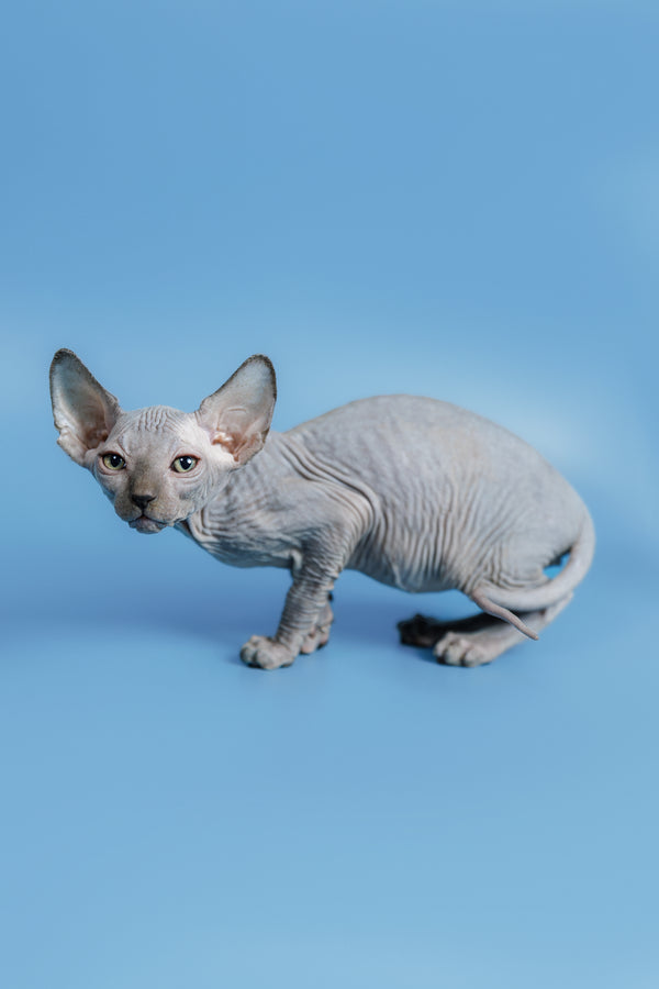 Feliks | Canadian Sphynx Kitten
