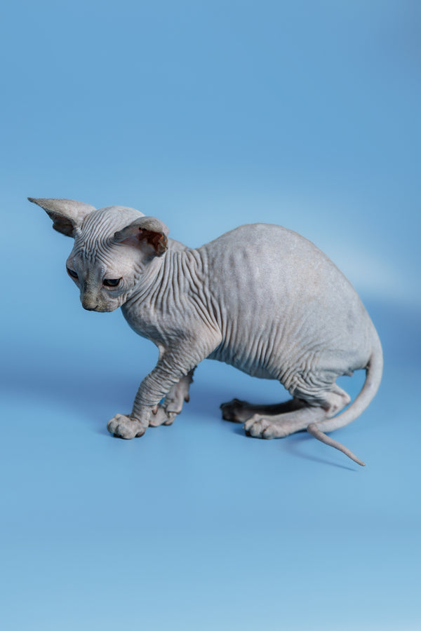 Feliks | Canadian Sphynx Kitten