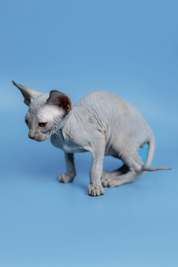 Feliks | Canadian Sphynx Kitten