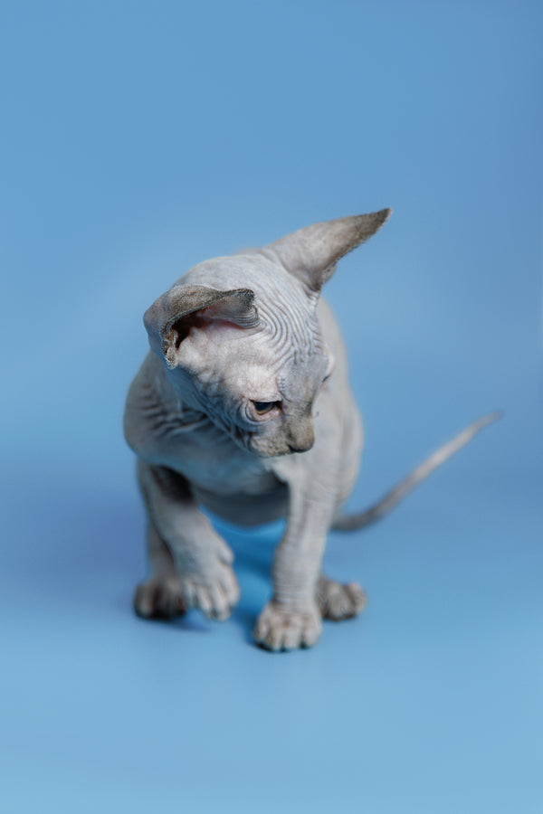Feliks | Canadian Sphynx Kitten