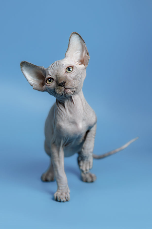 Feliks | Canadian Sphynx Kitten