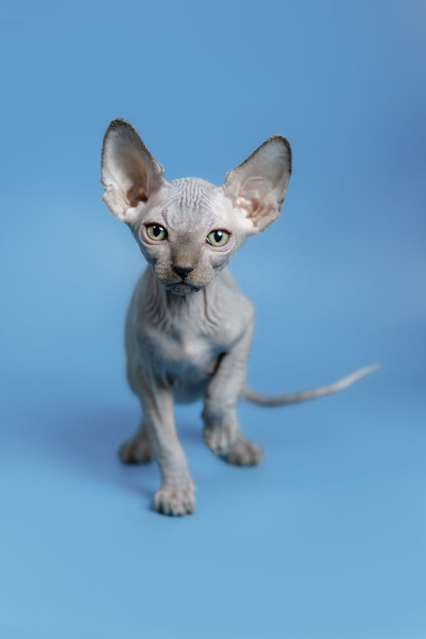 Feliks | Canadian Sphynx Kitten