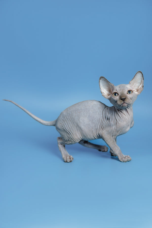 Feliks | Canadian Sphynx Kitten