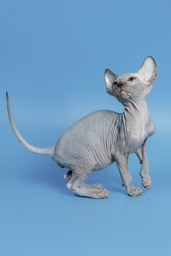 Feliks | Canadian Sphynx Kitten