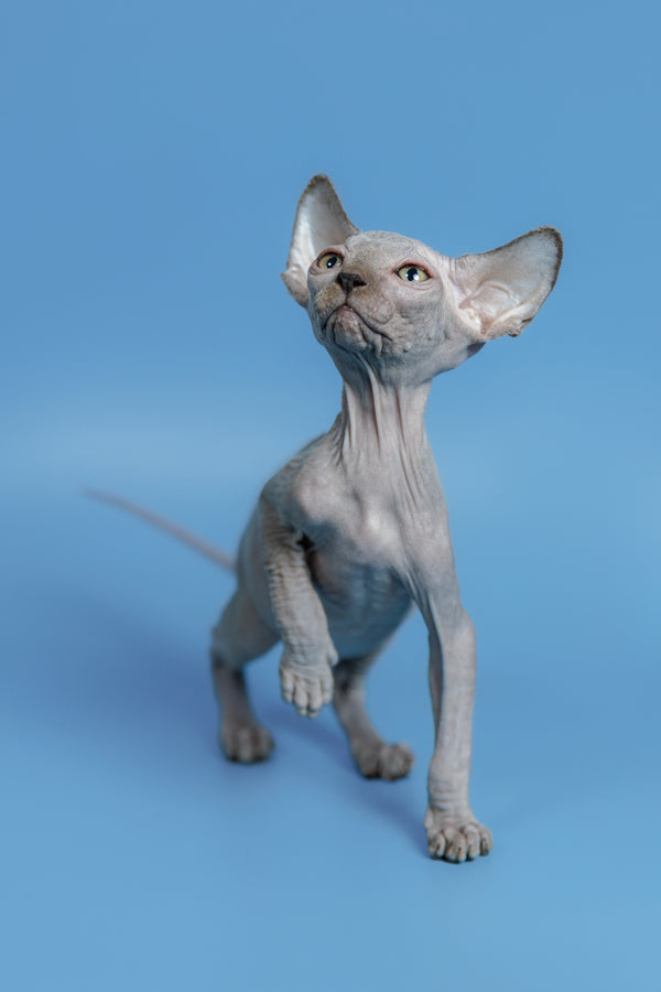 Feliks | Canadian Sphynx Kitten