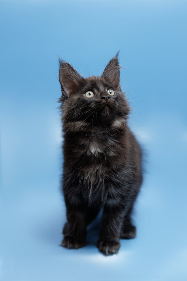 Everest | Maine Coon Kitten