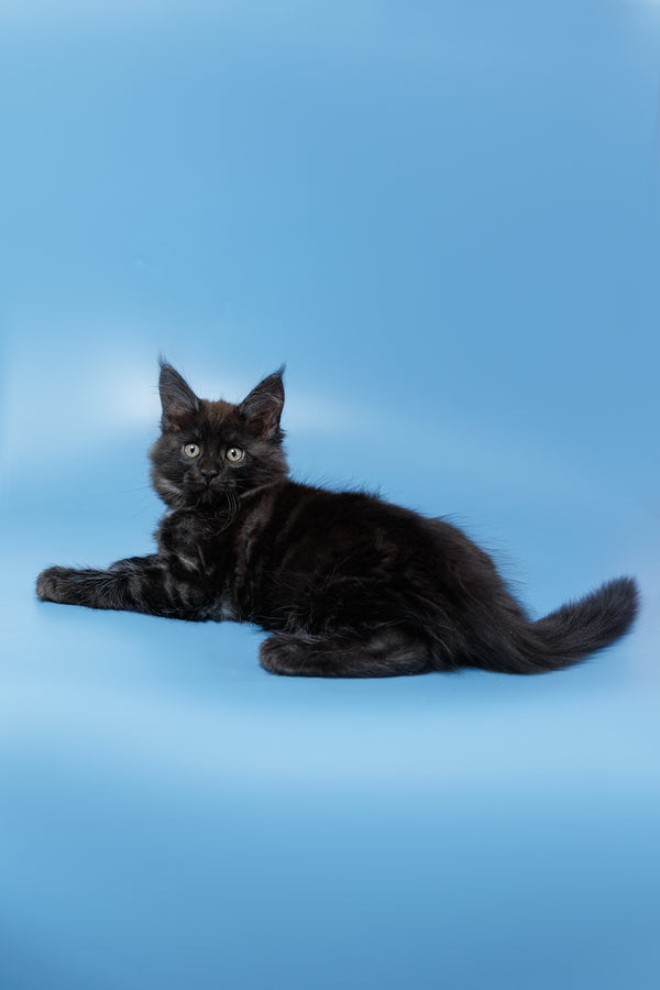 Everest | Maine Coon Kitten