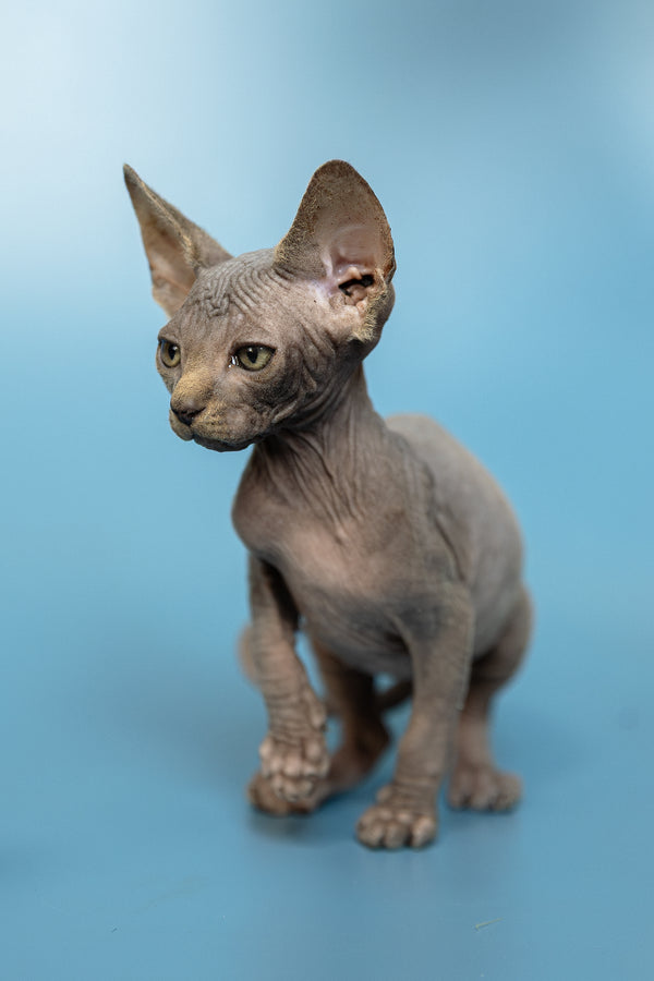 Marcel | Canadian Sphynx Kitten