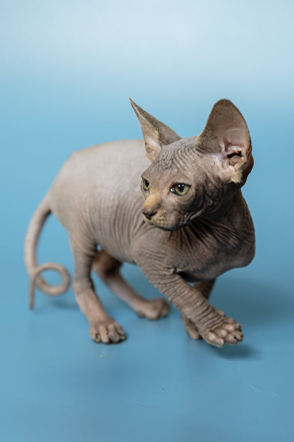 Marcel | Canadian Sphynx Kitten