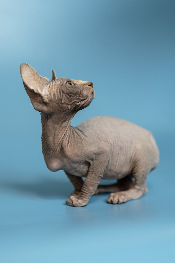 Marcel | Canadian Sphynx Kitten