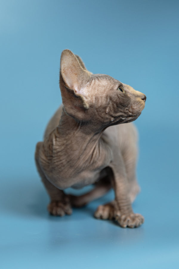 Marcel | Canadian Sphynx Kitten