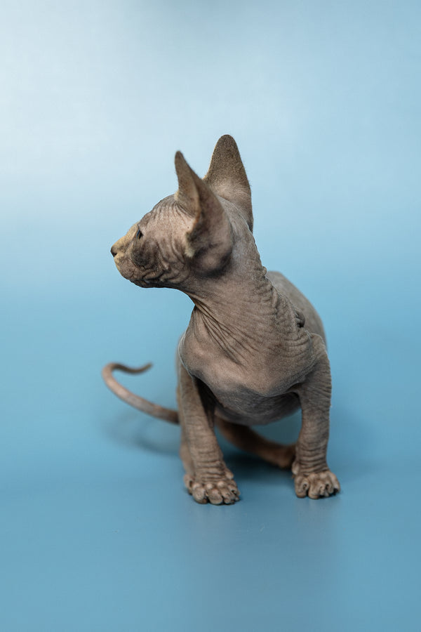 Marcel | Canadian Sphynx Kitten