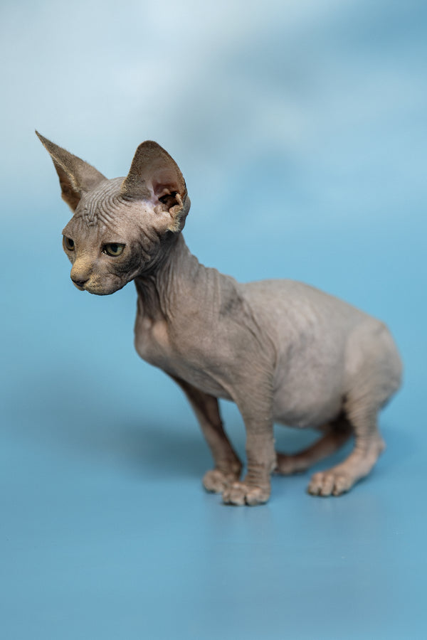 Marcel | Canadian Sphynx Kitten