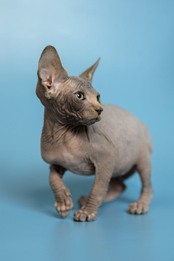 Marcel | Canadian Sphynx Kitten