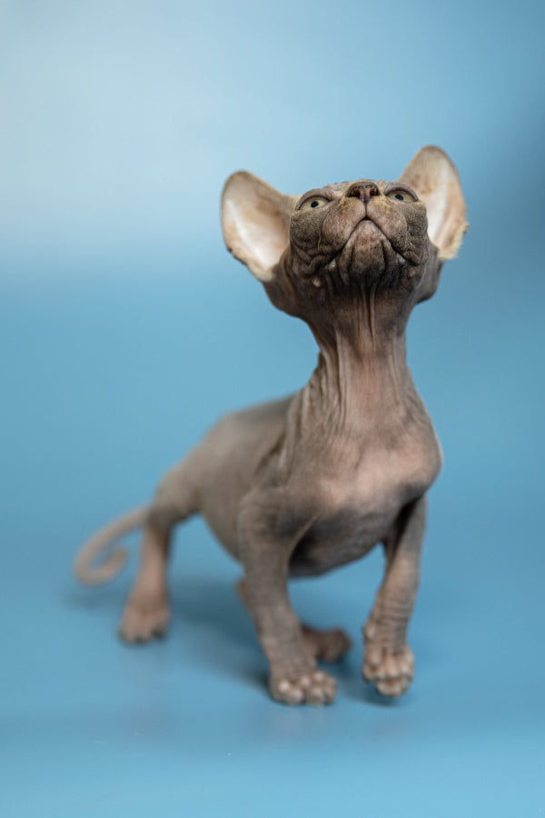 Marcel | Canadian Sphynx Kitten