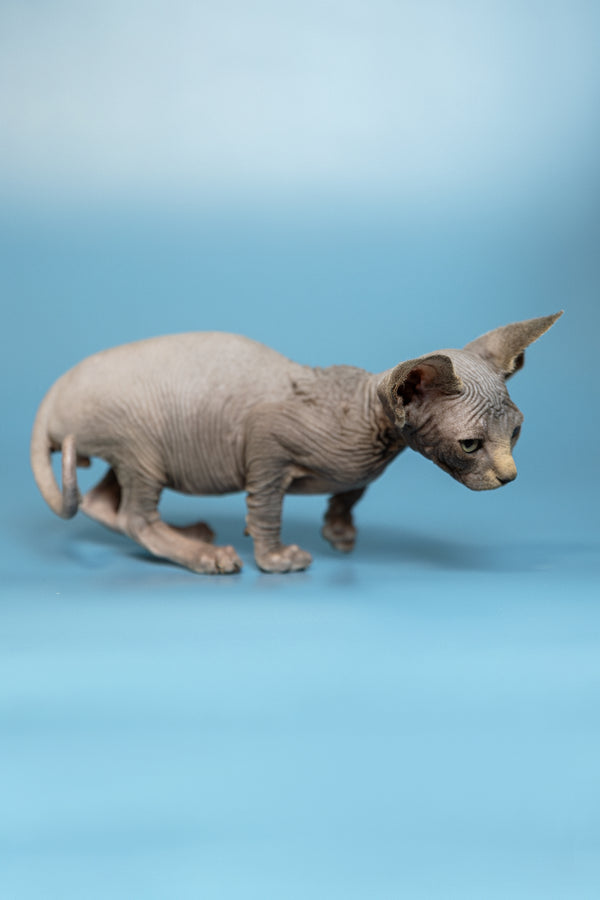 Marcel | Canadian Sphynx Kitten