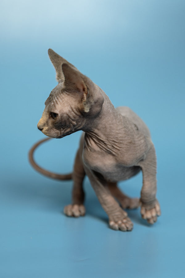 Marcel | Canadian Sphynx Kitten