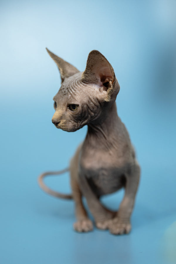 Marcel | Canadian Sphynx Kitten