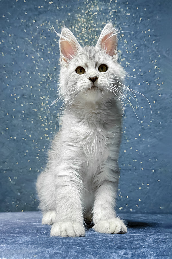 Shady | Maine Coon Kitten