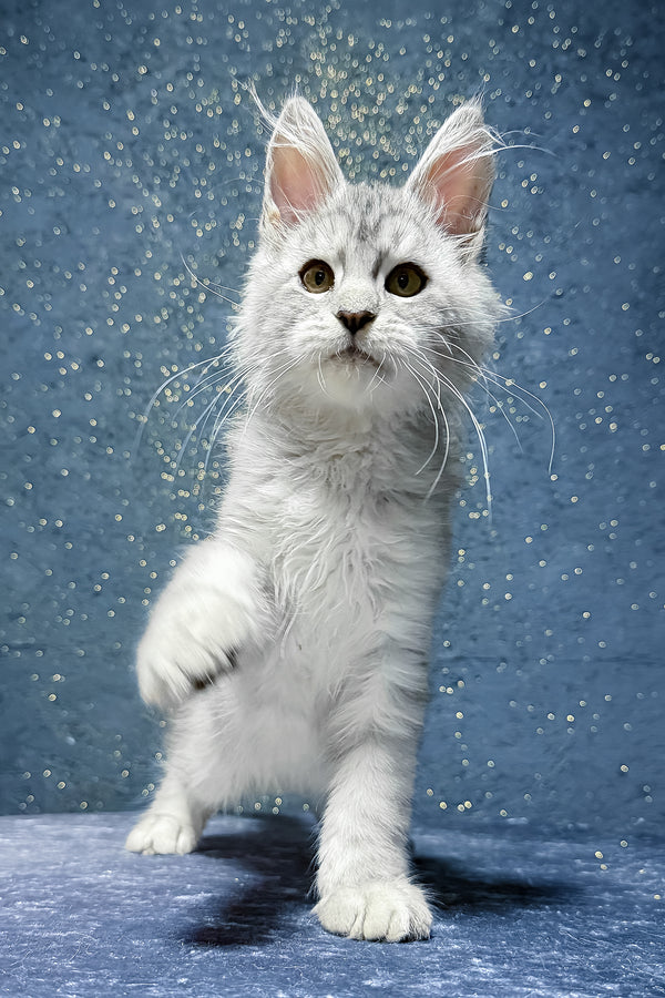 Shady | Maine Coon Kitten