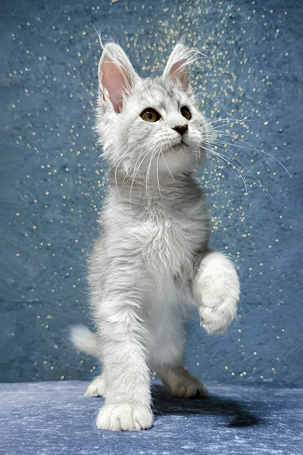 Shady | Maine Coon Kitten